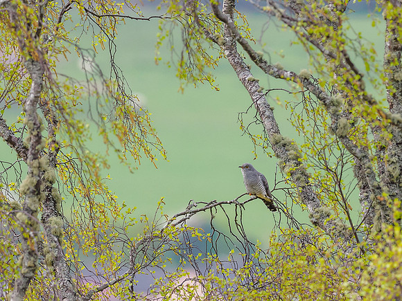 Cuckoo (Cuculus canorus)