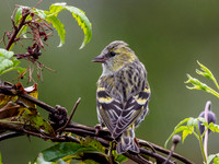 Female Siskin (Carduelis spinus) [1805004]