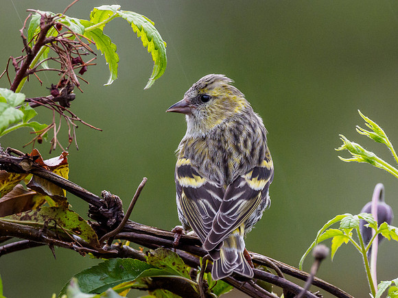 Female Siskin (Carduelis spinus) [1805004]