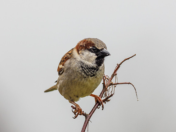 House Sparrow (Passer domesticus)