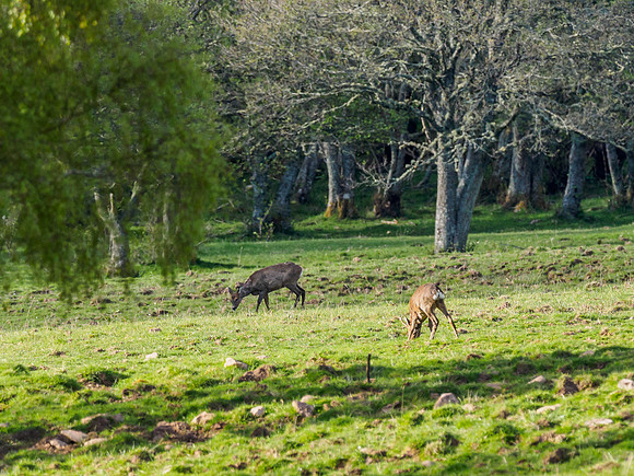 Roe Deer (Capreolus capreolus)