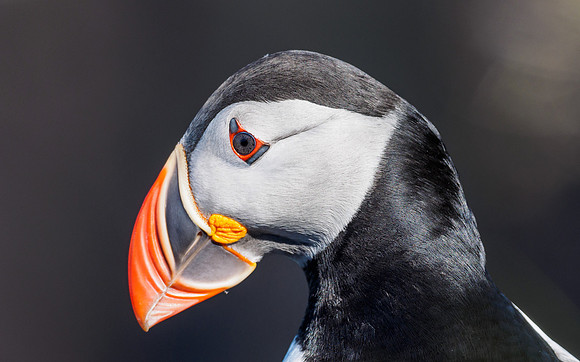 Close-up