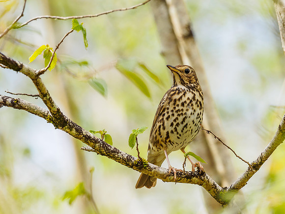 Song Thrush (Turdus philomelos) (2) [1805007]