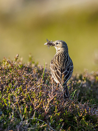 Meadow Pipit