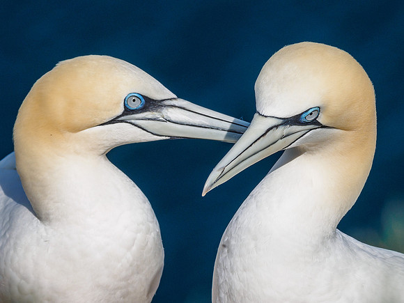 Gannet (Morus bassanus) at Troup Head
