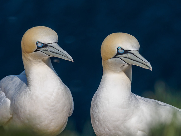 Gannet (Morus bassanus) at Troup Head