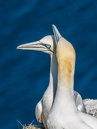 Gannet (Morus bassanus) at Troup Head
