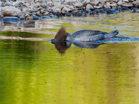 Goosander/Common Merganser (Mergus merganser)