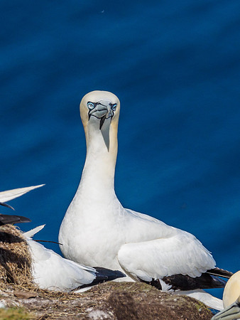 Gannet (Morus bassanus) at Troup Head