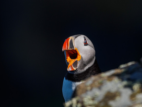 Close-up