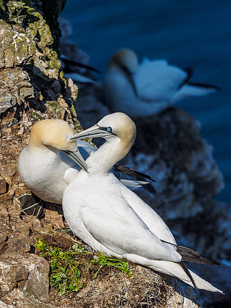 Gannet (Morus bassanus) at Troup Head