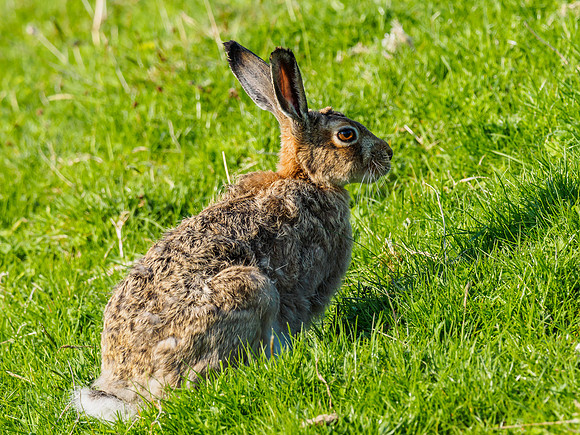 Brown Hare (Lepus europaeus)
