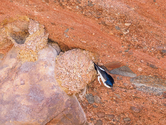 House Martin (Delichon urbicum)