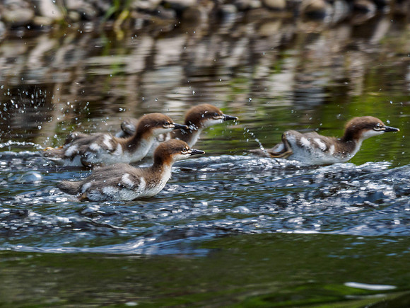 20180526-Urquhart Bay Wood-PEM17688