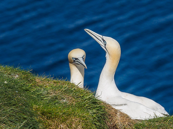 Gannet (Morus bassanus) at Troup Head