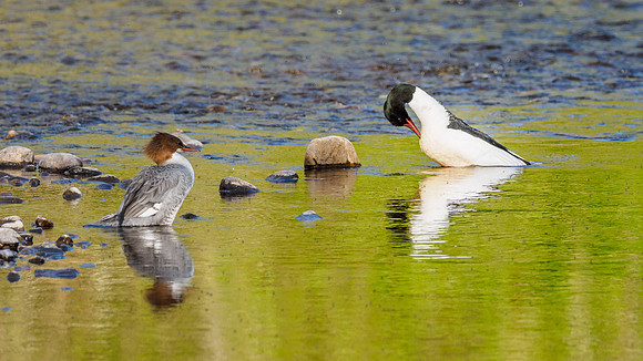 Goosander/Common Merganser (Mergus merganser)