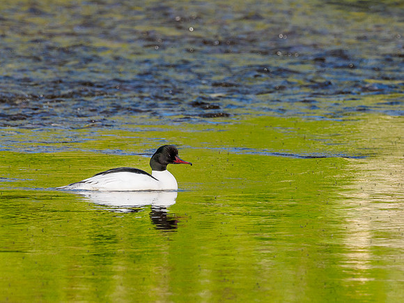 Goosander/Common Merganser (Mergus merganser)