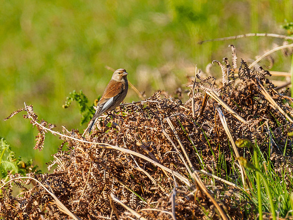 Long Distance Linnet (Carduelis cannabina)