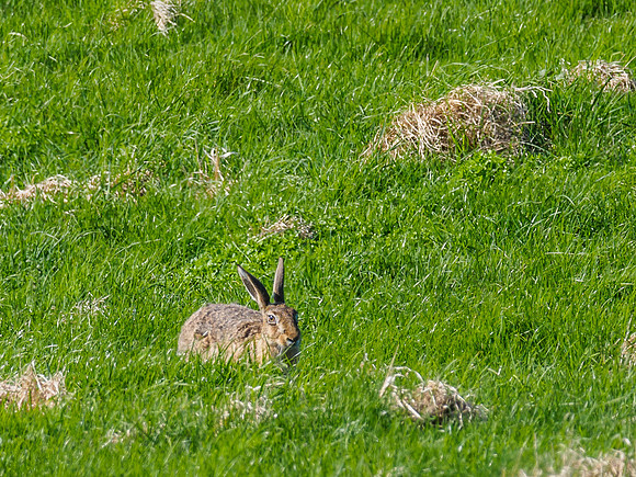 Brown Hare (Lepus europaeus)