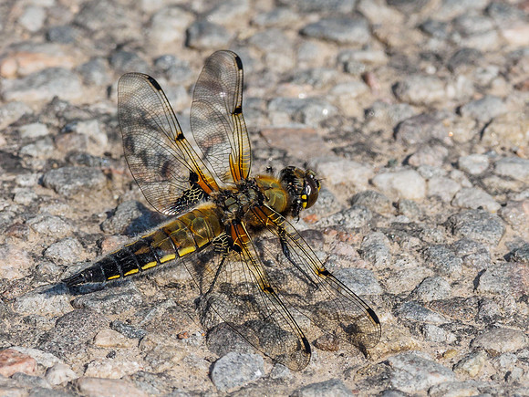 Four-spotted Chaser (Libellula quadrimaculata)