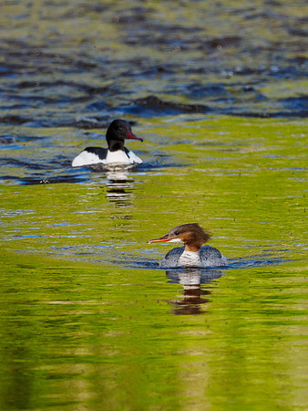 Goosander/Common Merganser (Mergus merganser)