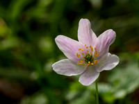 Wood Anemone (Anemone nemorosa) [1805005]