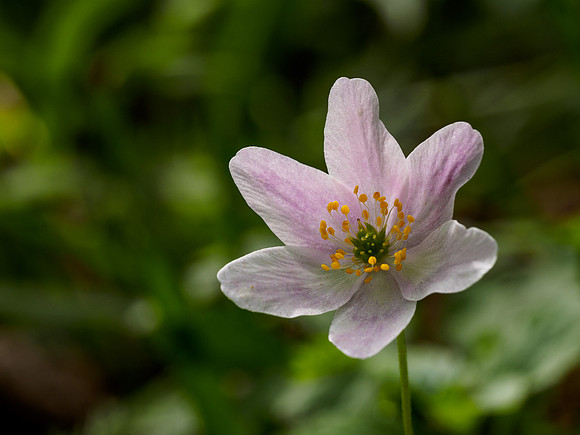Wood Anemone (Anemone nemorosa) [1805005]