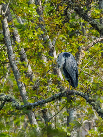 20180526-Urquhart Bay Wood-PEM17703