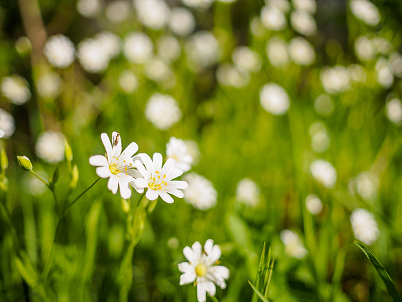 Greater Stitchwort (Stellaria holostea)