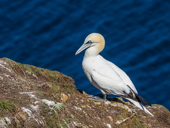 Gannet (Morus bassanus) at Troup Head