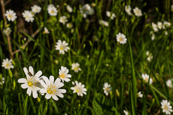 Greater Stitchwort (Stellaria holostea)