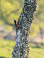 Great Spotted Woodpecker (Dendrocopos major)