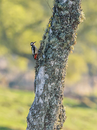 Great Spotted Woodpecker (Dendrocopos major)