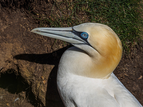 Gannet (Morus bassanus) at Troup Head