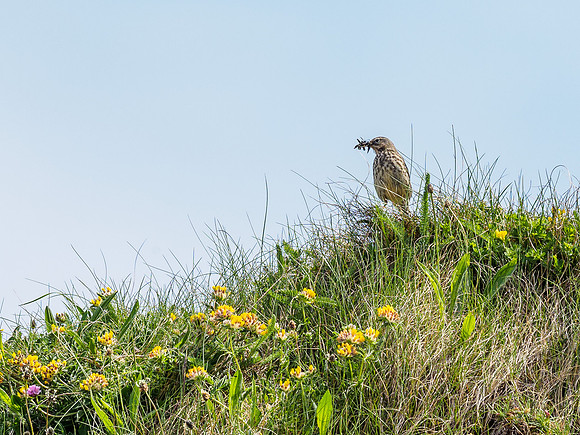 Meadow Pipit (Anthus pratensis)