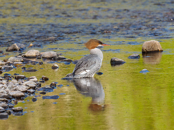 Goosander/Common Merganser (Mergus merganser)