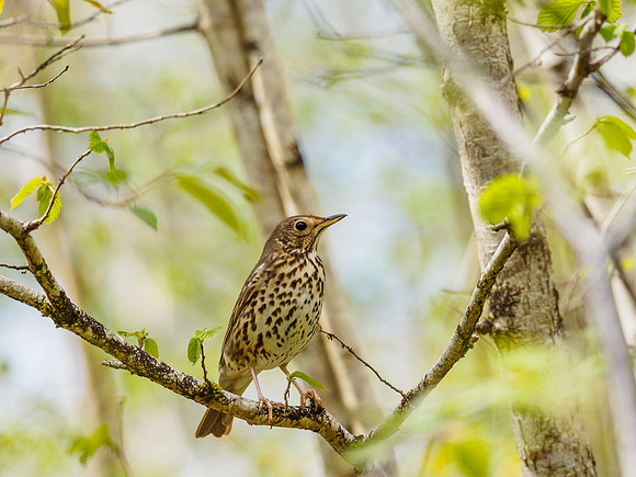 Song Thrush (Turdus philomelos) (1) [1805006]
