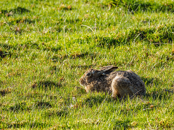 Brown Hare (Lepus europaeus)