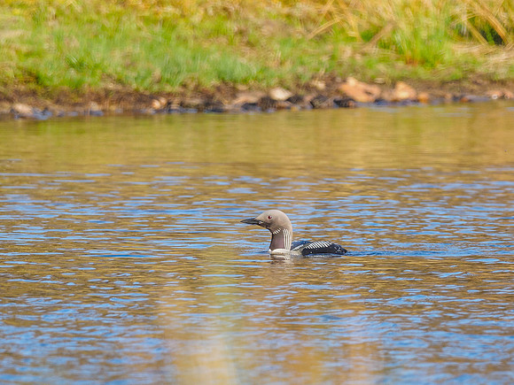 Black Throated Diver (Gavia arctica)