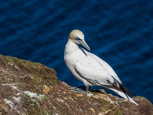 Gannet (Morus bassanus) at Troup Head