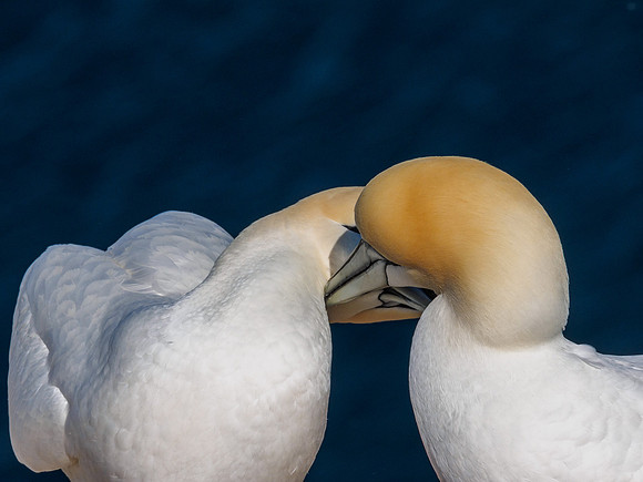 Gannet (Morus bassanus) at Troup Head