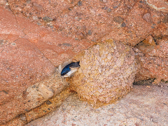 House Martin (Delichon urbicum)