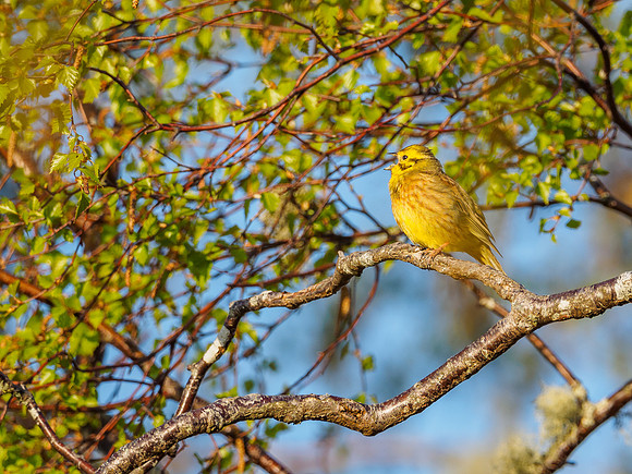 Yellowhammer (Emberiza citrinella)