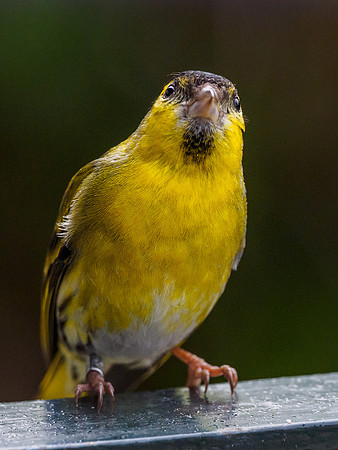 Male Siskin (Carduelis spinus) (3) [1805003]