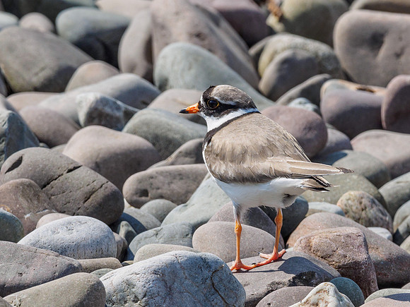Ringed Plover (Charadrius hiaticula)