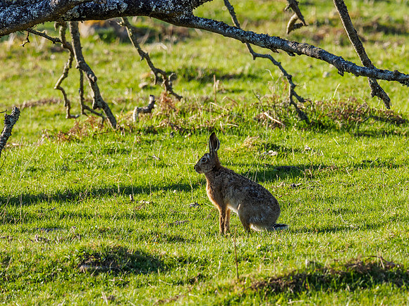 Brown Hare (Lepus europaeus)