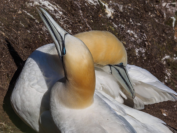 Gannet (Morus bassanus) at Troup Head