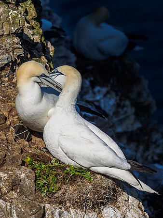 Gannet (Morus bassanus) at Troup Head