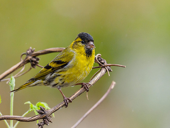Male Siskin (Carduelis spinus) (5) [1805009]