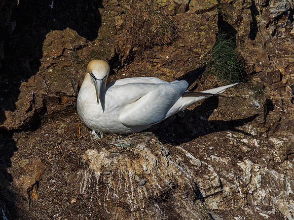 Gannet (Morus bassanus) at Troup Head
